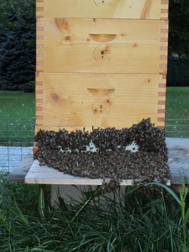 Bienenbart vor der Beute
